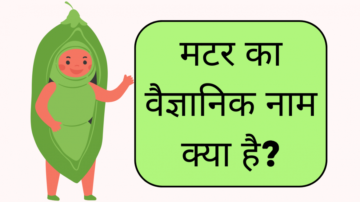 Matar ka Vaigyanik Naam kya hai? - मटर का वैज्ञानिक नाम क्या है?