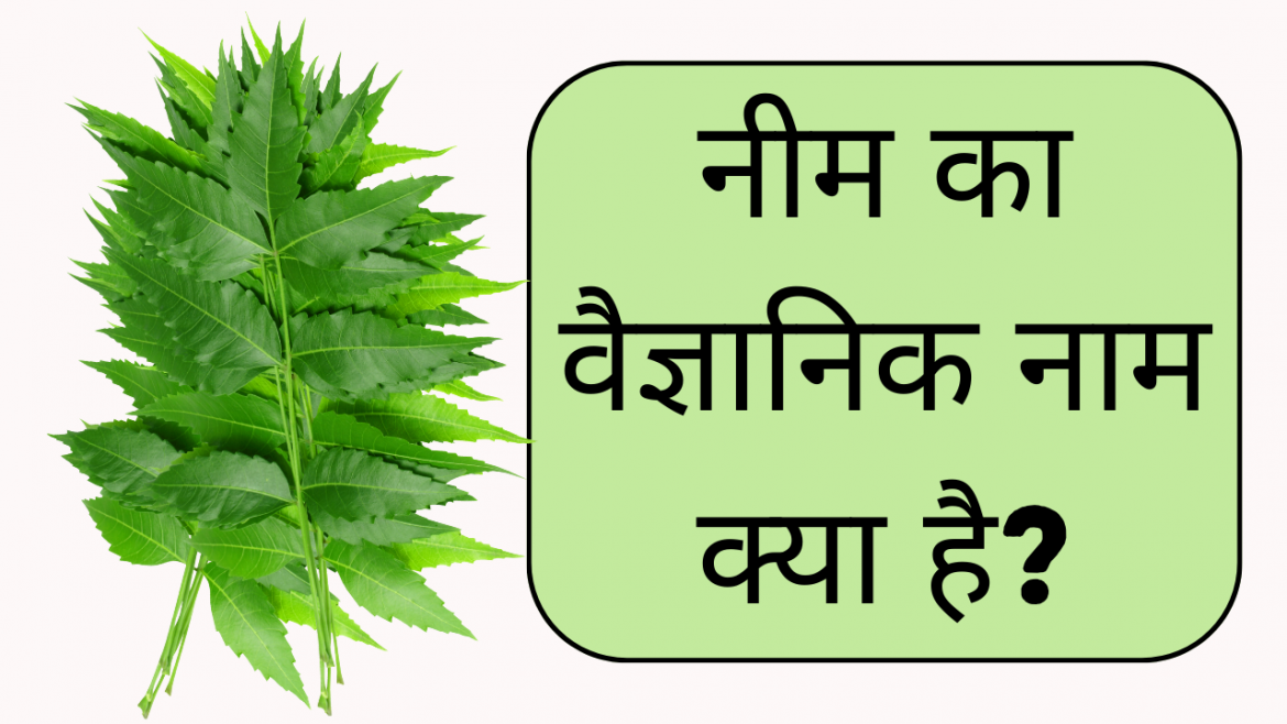 Neem ka Vaigyanik Naam kya hai?