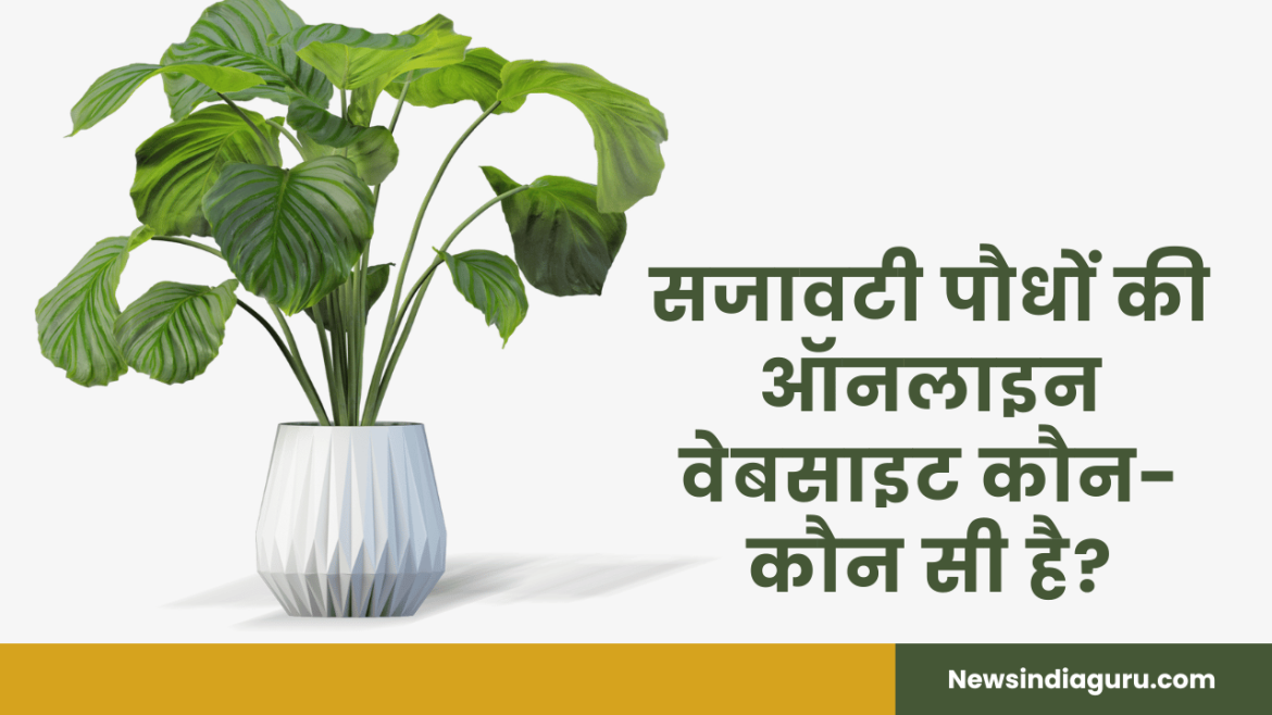 सजावटी पौधों की ऑनलाइन वेबसाइट बनाना सीखना इन इंग्लिश फिल्म